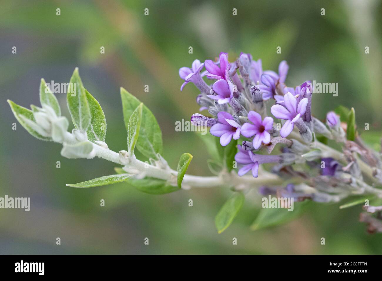 fountain butterfly bush (Buddleja alternifolia 'Unique', Buddleja alternifolia Unique), flowers of cultivar Unique, Germany, Saxony Stock Photo