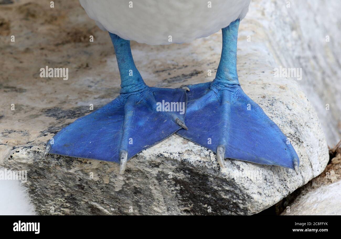 blue-footed booby (Sula nebouxii), feet, Ecuador, Galapagos Islands Stock Photo