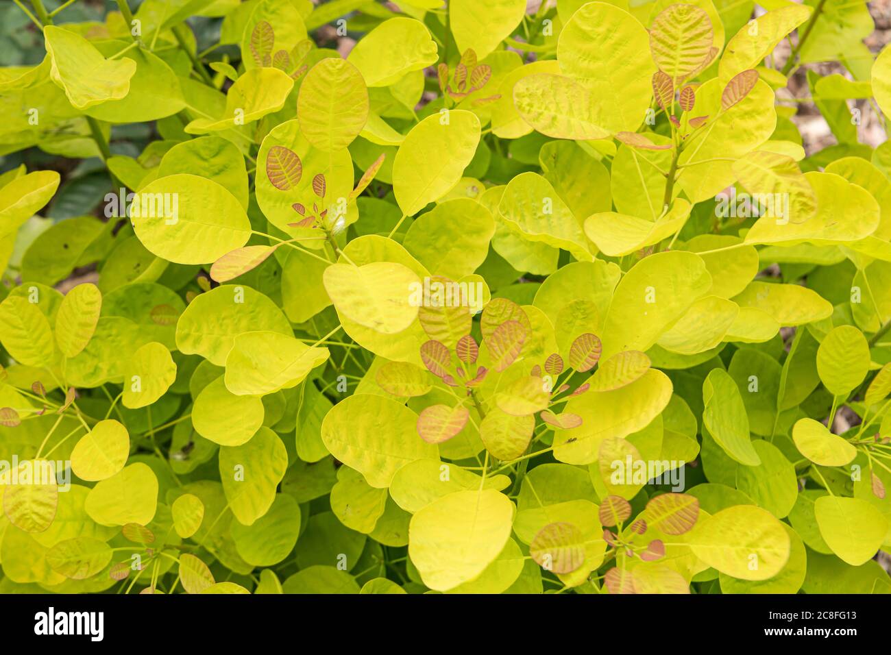 venetian sumach, smoketree (Cotinus coggygria Winekraft Gold, Rhus cotinus Winekraft Gold), leaves, cultibar Winekraft Gold, USA, Michigan Stock Photo