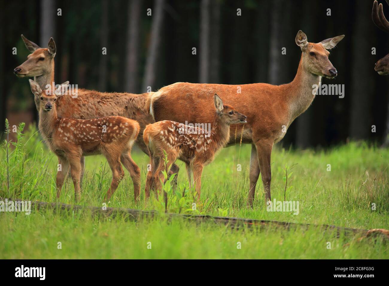 red deer (Cervus elaphus), hinds with fawns in a forest meadow, side view, Germany, Baden-Wuerttemberg Stock Photo