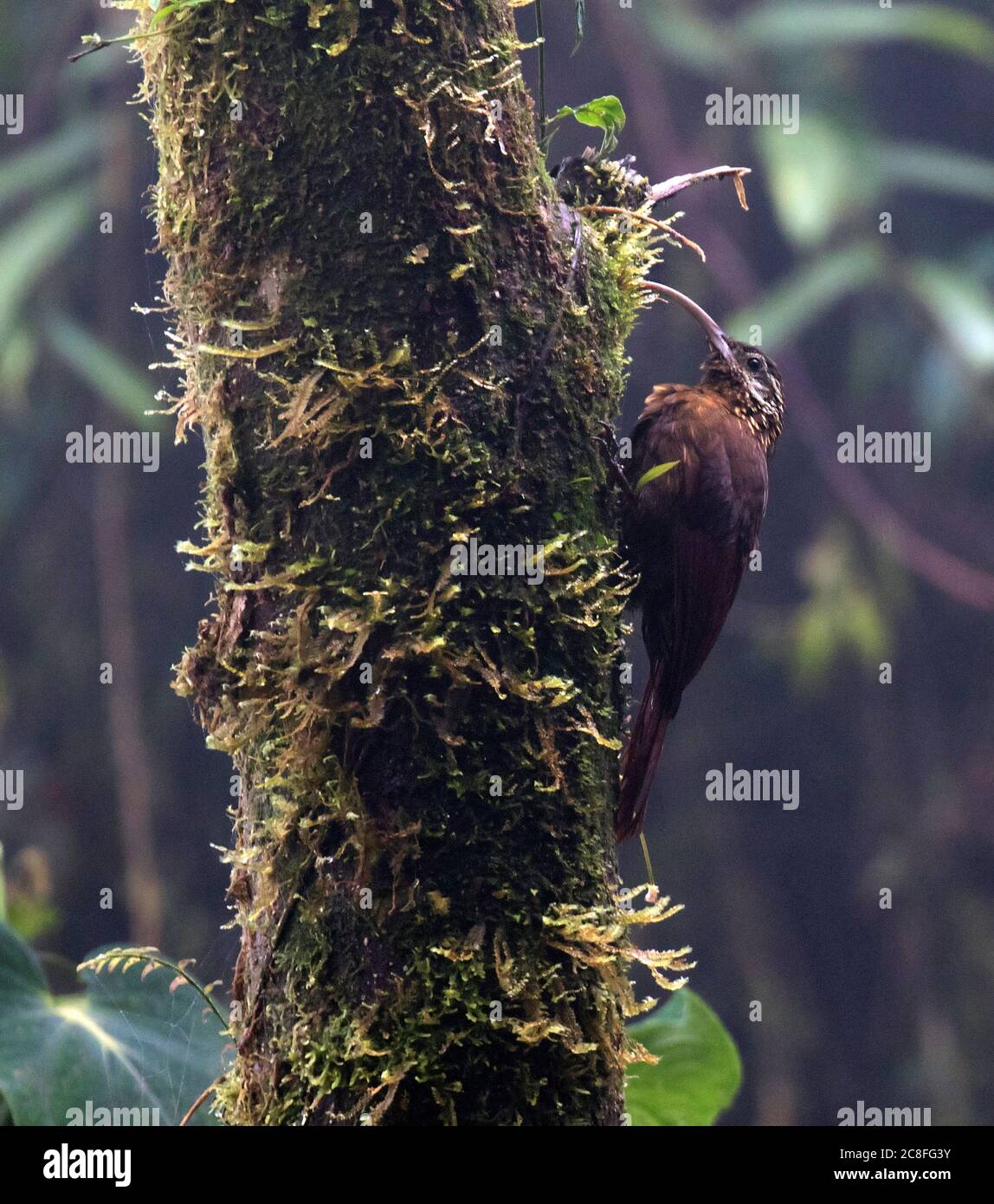 Greater Scythebill (Drymotoxeres pucheranii), Clinging to a moss covered tree, Ecuador Stock Photo