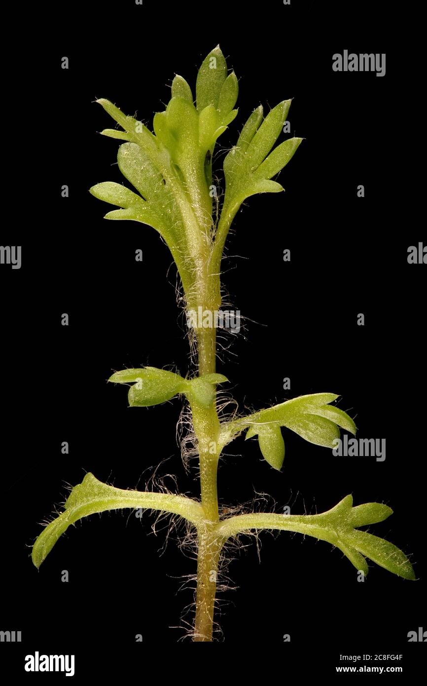 Tufted Saxifrage (Saxifraga cespitosa). Leaf Closeup Stock Photo