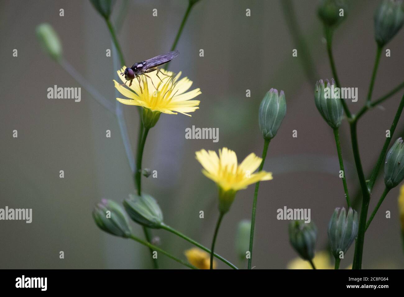 A hover fly feeds on a dandelion flower in an English country garden. Stock Photo