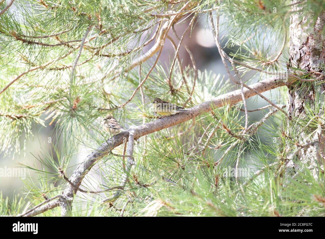 Corsican finch, Corsican citril finch, Mediterranean citril finch (Carduelis corsicana, Carduelis corsicanus, Serinus corsicana), two Corsican finches sitting on branch in a pine tree in mountain forest, France, Corsica Stock Photo