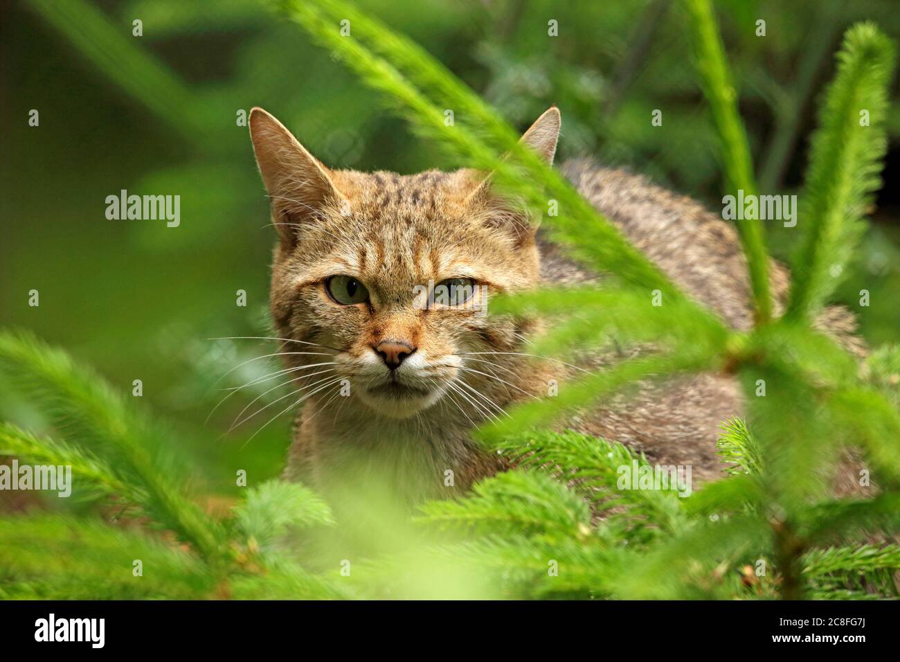 wild cat (Felis silvestris), looking out of cover in a forest, front view, Germany Stock Photo