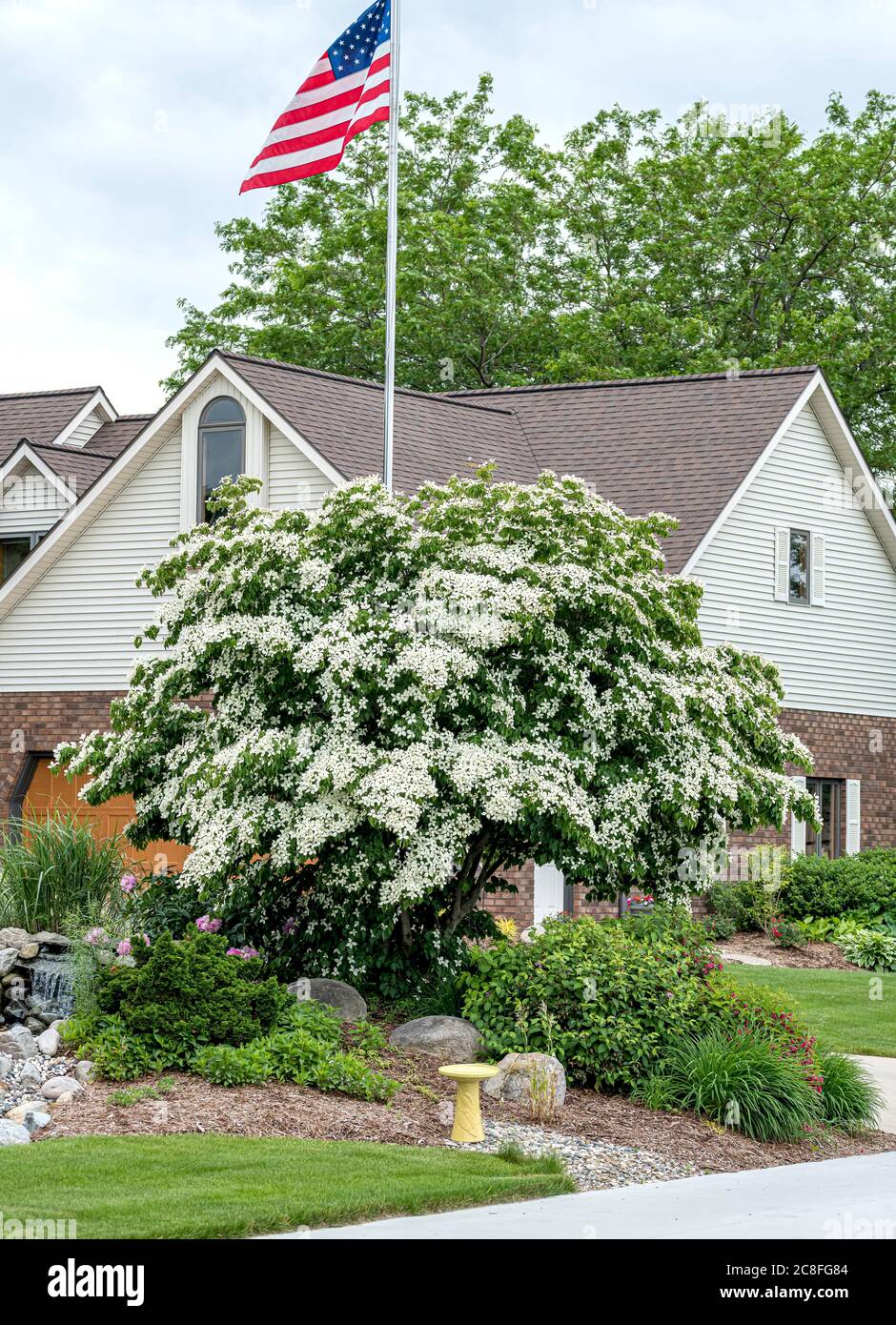 Chinese kousa dogwood, Chinese Japanese Dogwwod (Cornus kousa var. chinensis), habit, blooming, USA Stock Photo
