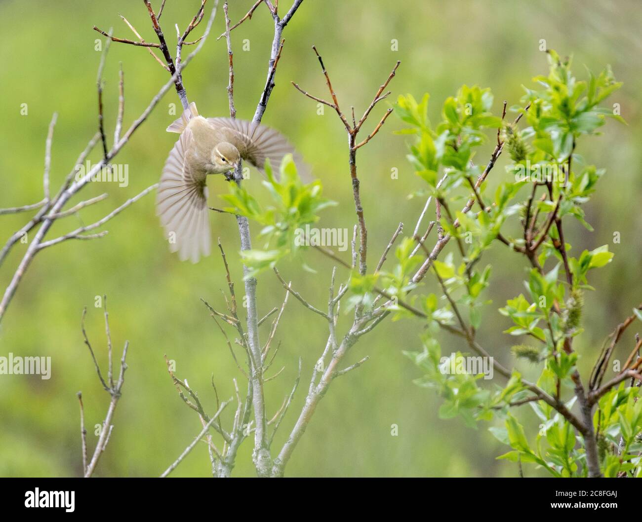 arctic warbler (Phylloscopus borealis), taking off from a small tree