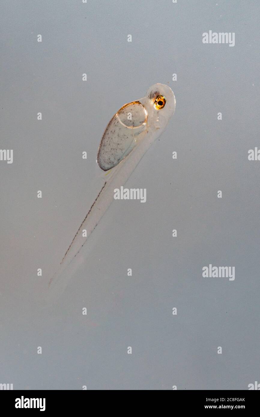 striped ruffe, schraetzer, Danube ruffe (Gymnocephalus schraetzer, Gymnocephalus schraetser), yolc sac larva, Germany Stock Photo