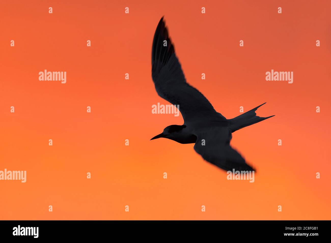 Common tern (Sterna hirundo), in flight against a stunning orange colored morning sky, Azores Stock Photo