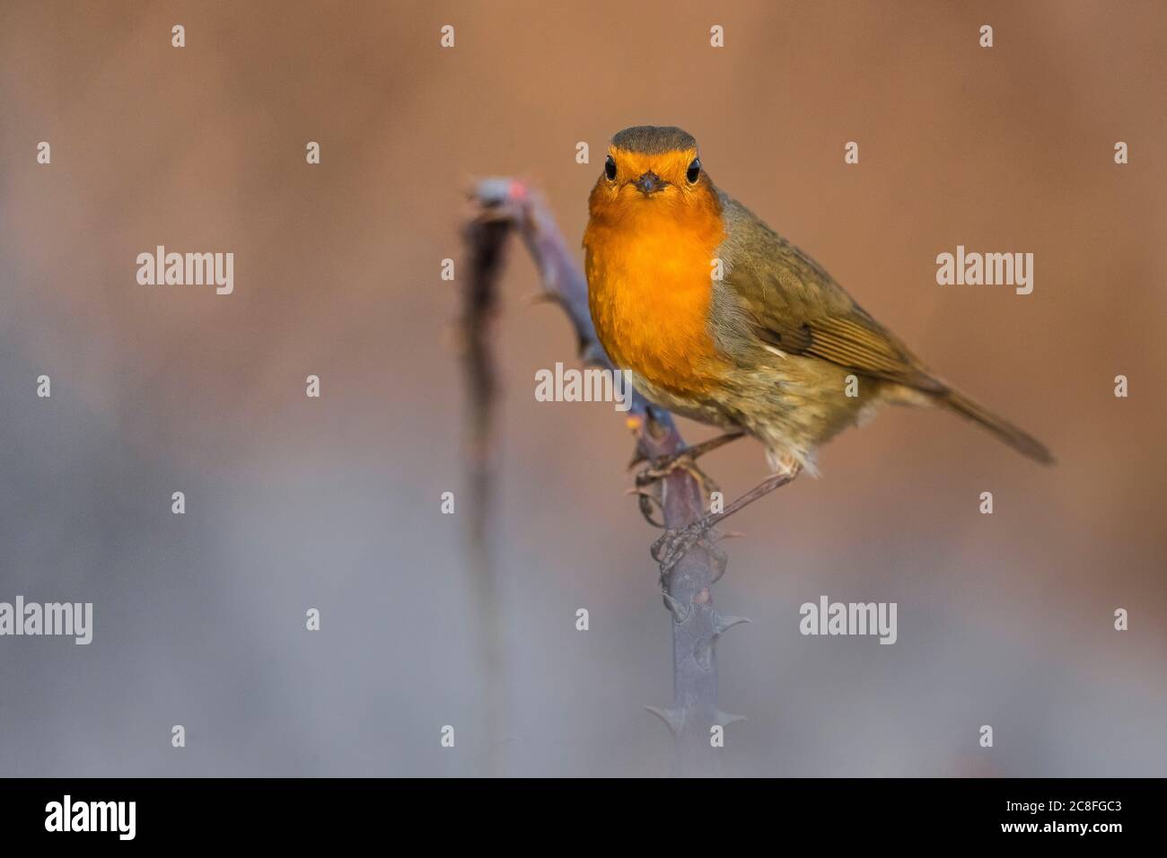 European robin (Erithacus rubecula), sits ona stem, Italy Stock Photo