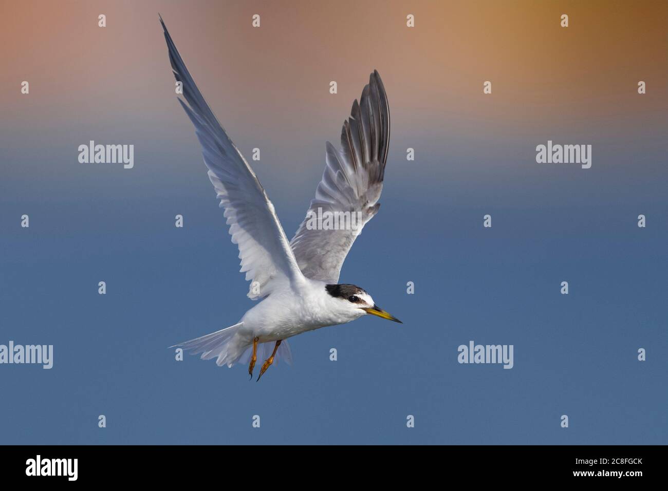 little tern (Sterna albifrons, Sternula albifrons), Hovering in mid air, Italy, Leghorn Stock Photo
