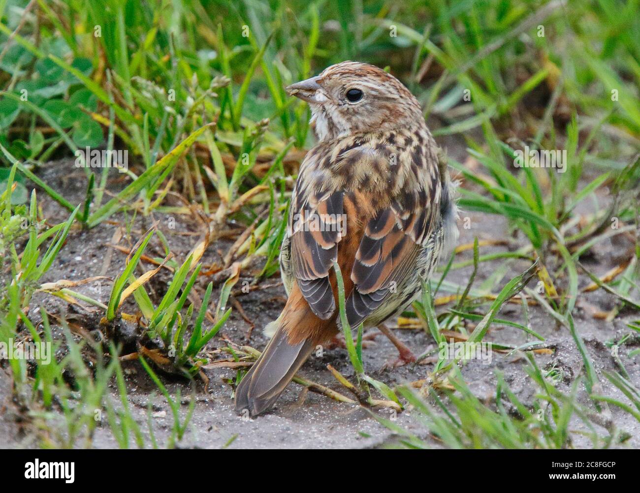chestnut bunting (Emberiza rutila), First-winter on Orkney, Extreme rare vagant from Asia, United Kingdom, Scotland, Orkney Stock Photo