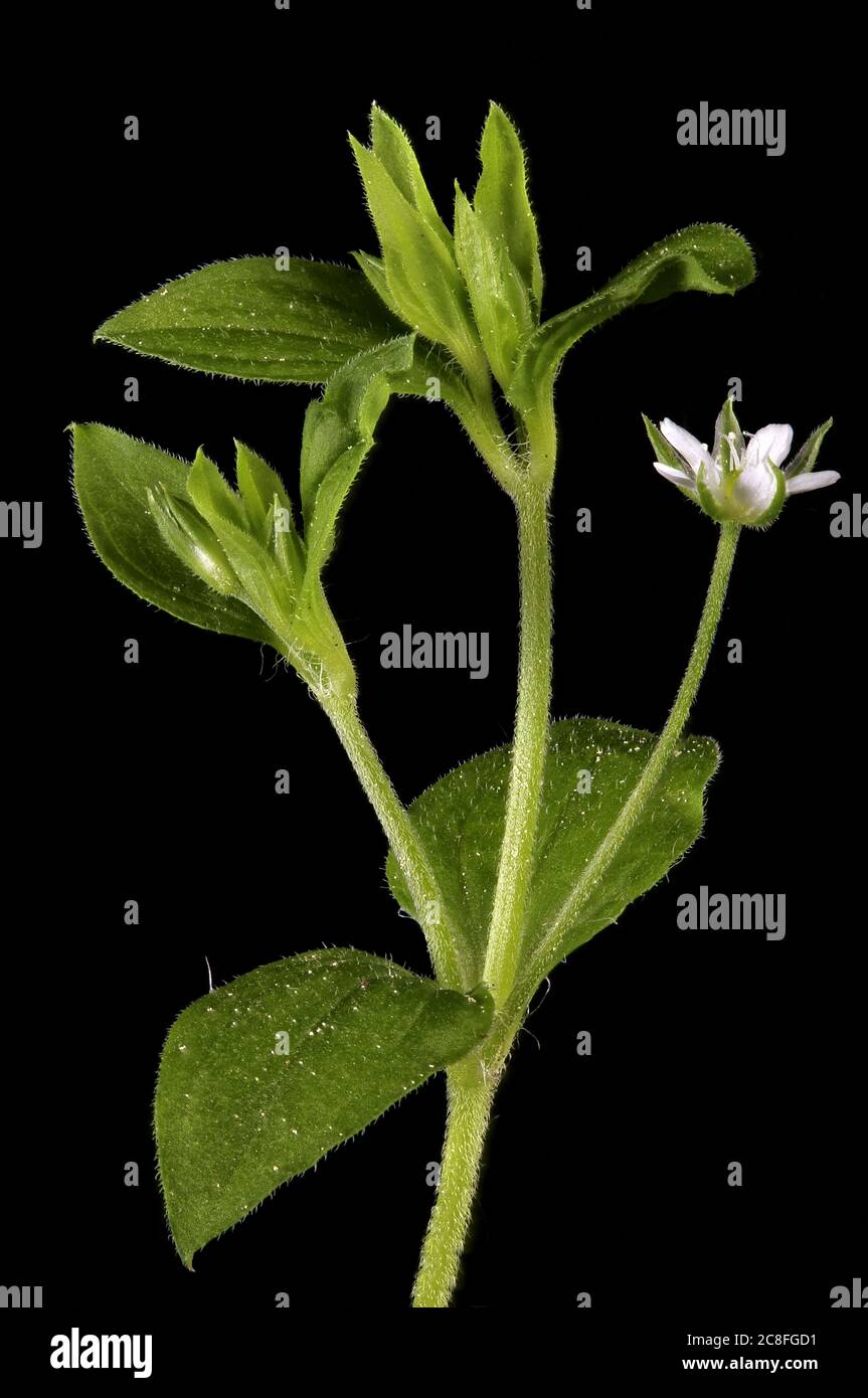 Three-Nerved Sandwort (Moehringia trinervia). Inflorescence Closeup Stock Photo
