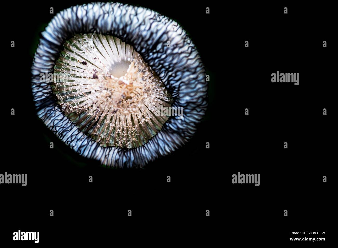 hare'sfoot inkcap (Coprinopsis lagopus, Coprinus lagopus), against black background, Netherlands Stock Photo