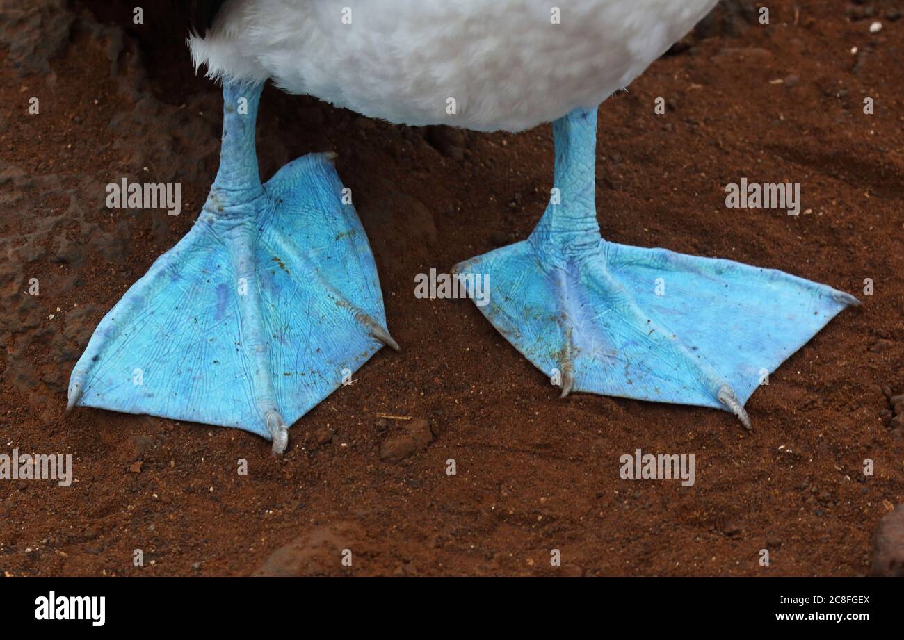 blue-footed booby (Sula nebouxii), feet, Ecuador, Galapagos Islands Stock Photo