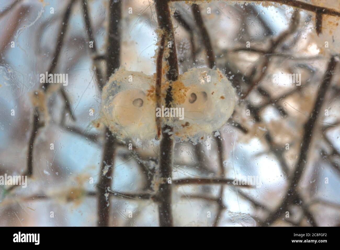 roach, Balkan roach (Rutilus rutilus, Leuciscus rutilus), spawn on roots, Germany Stock Photo