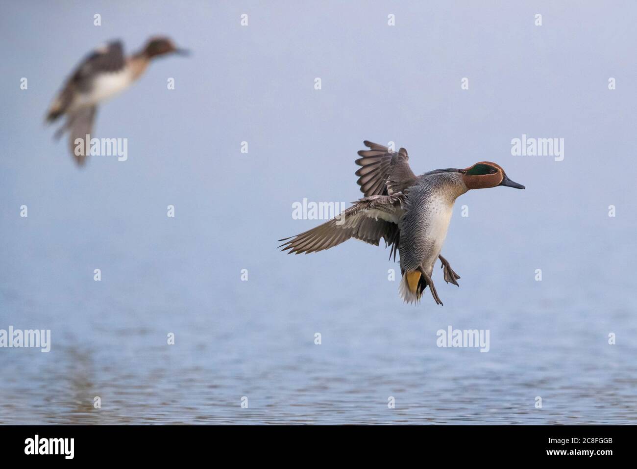 green-winged teal (Anas crecca), drake in landing approach on the water, side view, Italy, Stagno dei Cavalieri Stock Photo