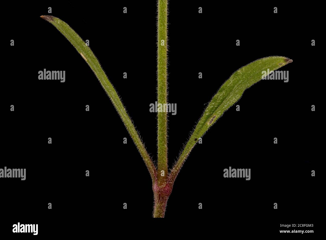 Nottingham Catchfly (Silene nutans). Stem and Leaves Closeup Stock Photo