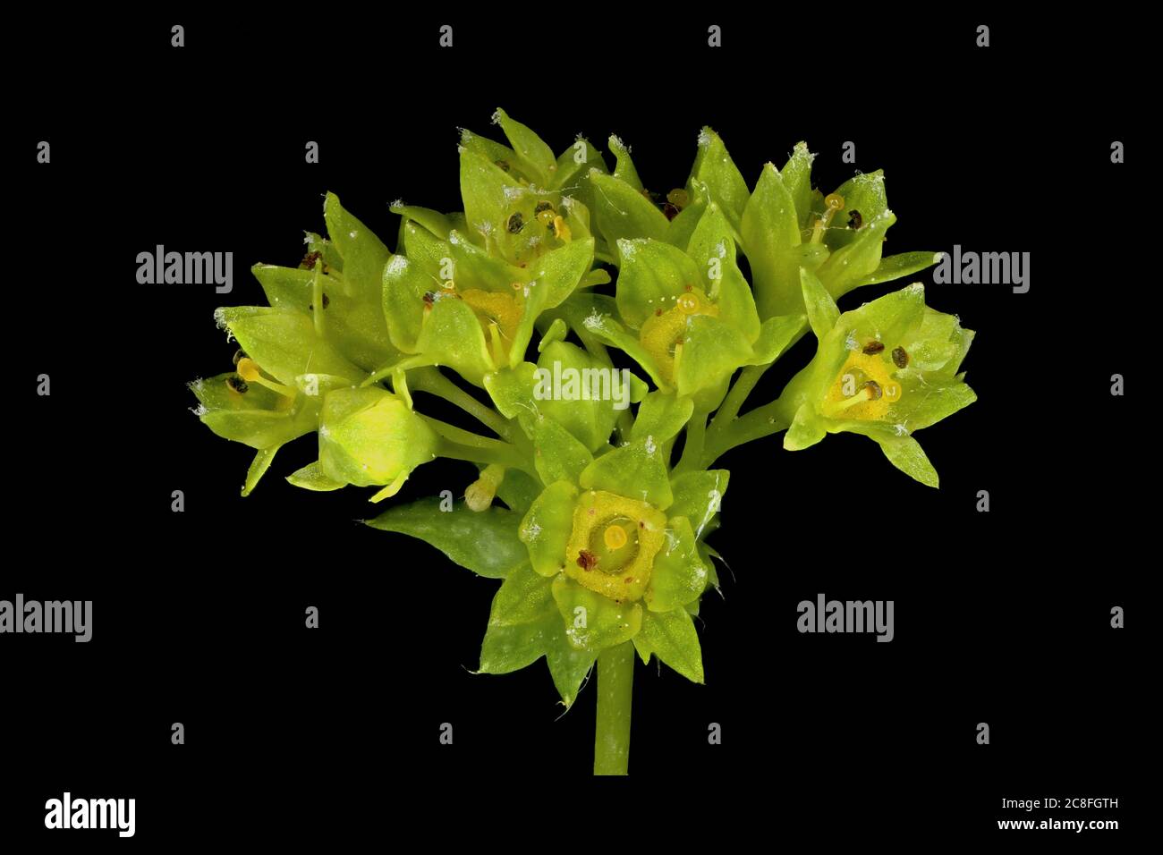 Common Lady's Mantle (Alchemilla vulgaris). Inflorescence Closeup Stock Photo
