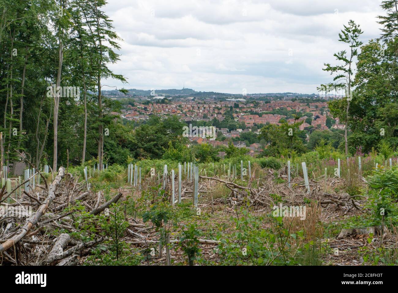 Recently planted trees in felled area. Ridge Hill Wood near Kingswinford. UK Stock Photo