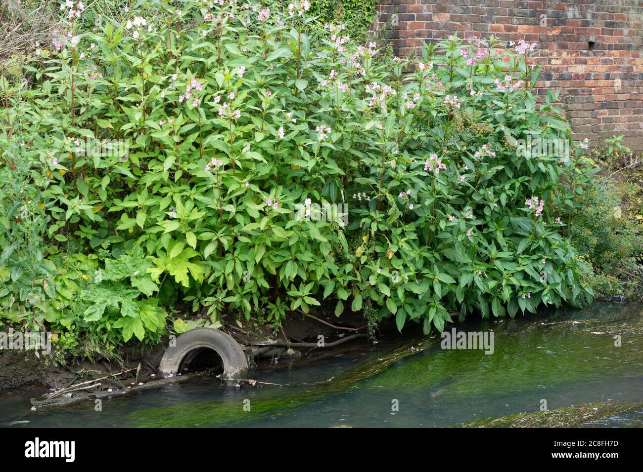 Himalayan Balsam Impatiens glandulifera, growing on the banks of the River Stour near Stourbridge. West Midlands. UK Stock Photo