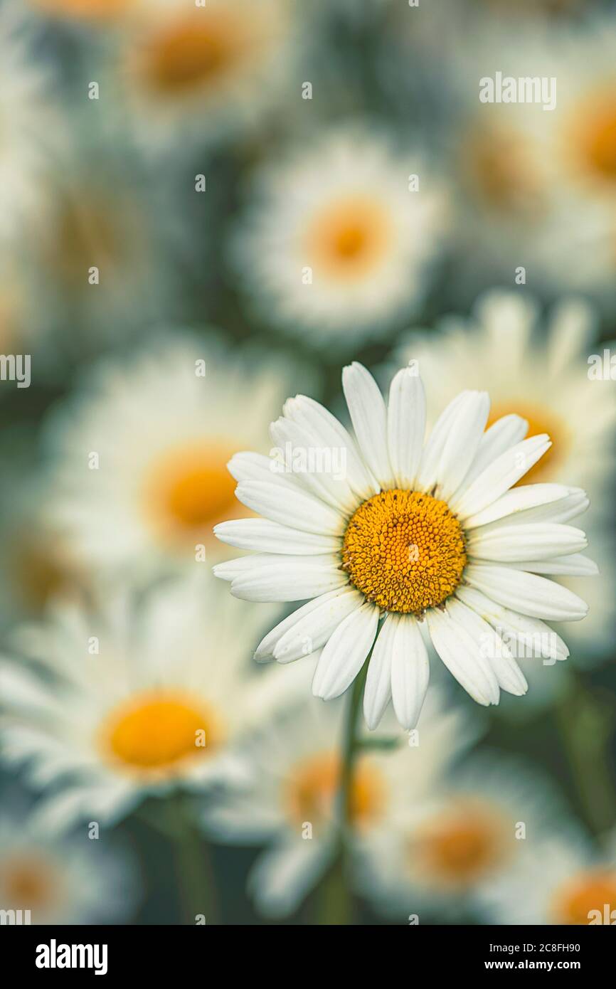 Daisy, Ox-Eye Daisy, Moon Daisy, Leucanthemum Vulgare, Close-up of flower showing white petals and yelow stamen. Stock Photo