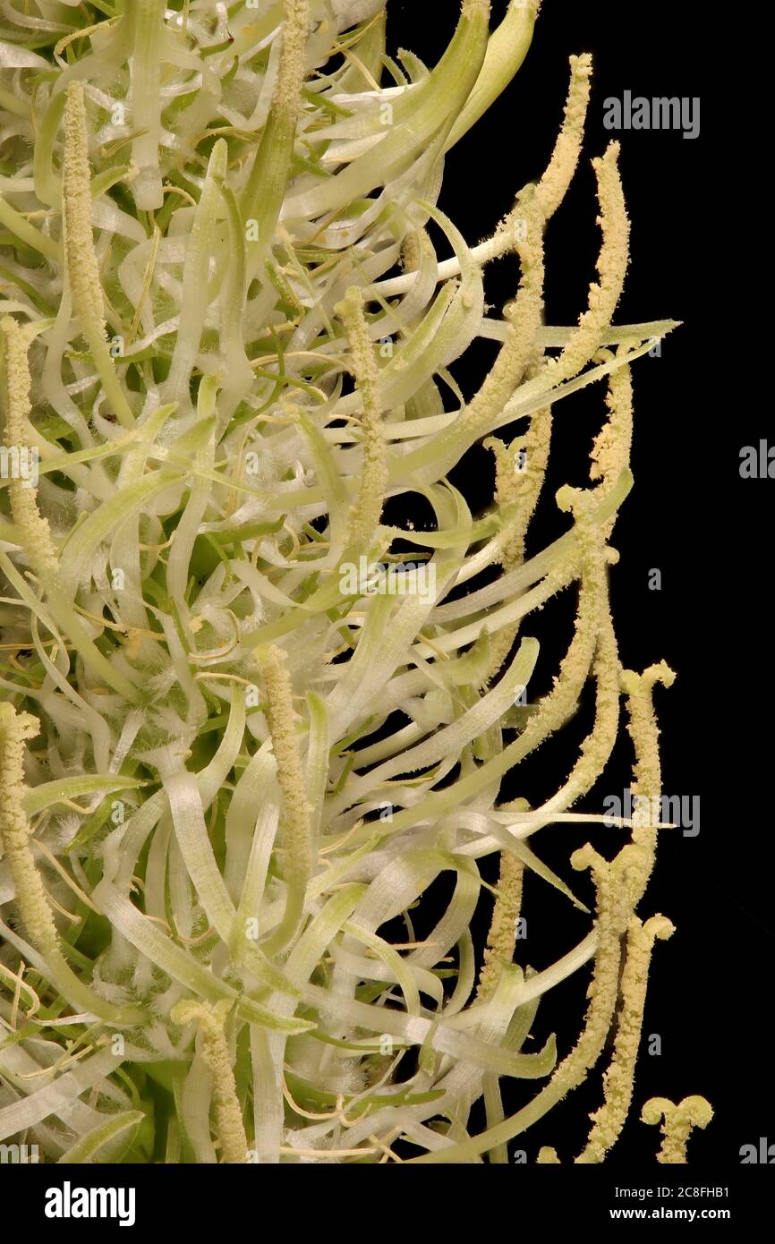 Spiked Rampion (Phyteuma spicatum). Inflorescence Detail Closeup Stock Photo