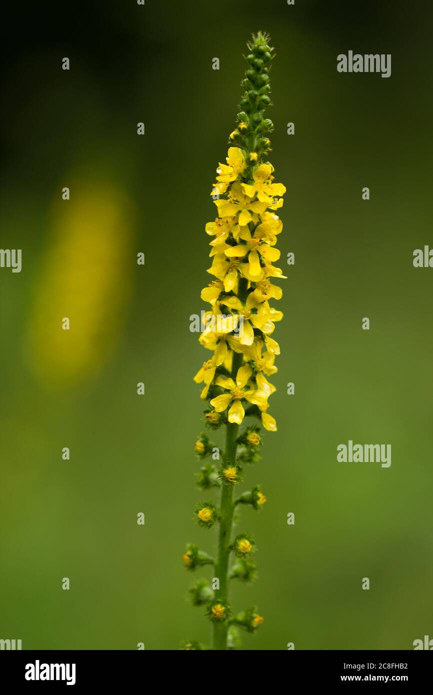 Yellow UK wild flowers on a blurry background. Tall yellow flowers
