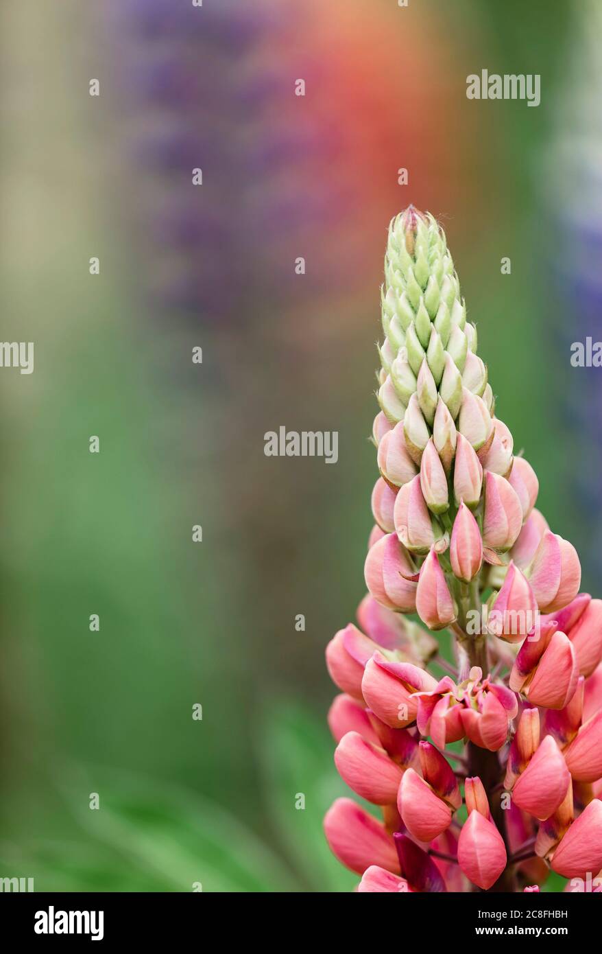 Lupin, Lupin Galllery Pink, Lupinus, Close-up of  pink coloured spire shaped flower growing outdoor. Stock Photo