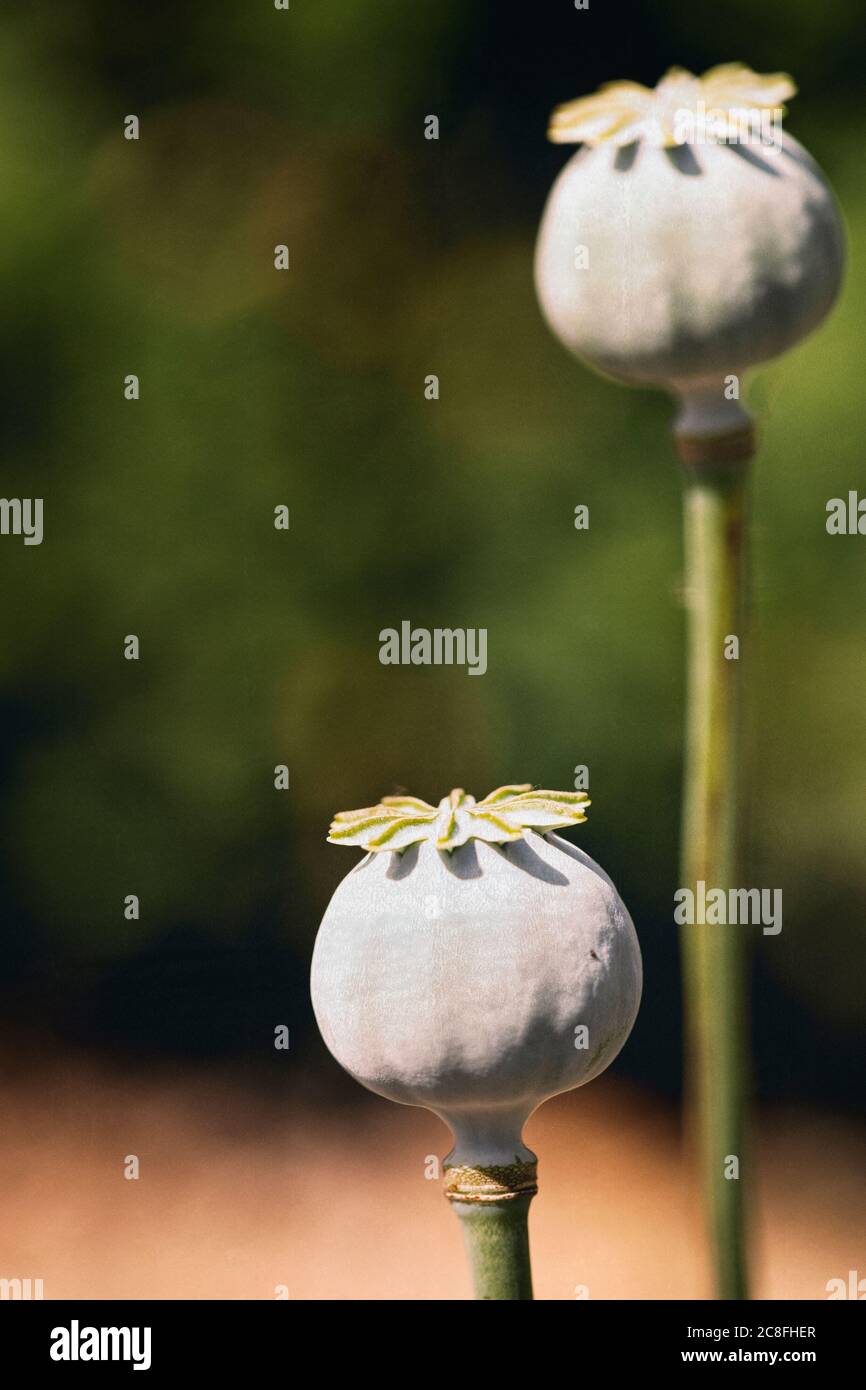 Poppy, Papaveraceae, Unopened seed heads growing outdoor Stock Photo