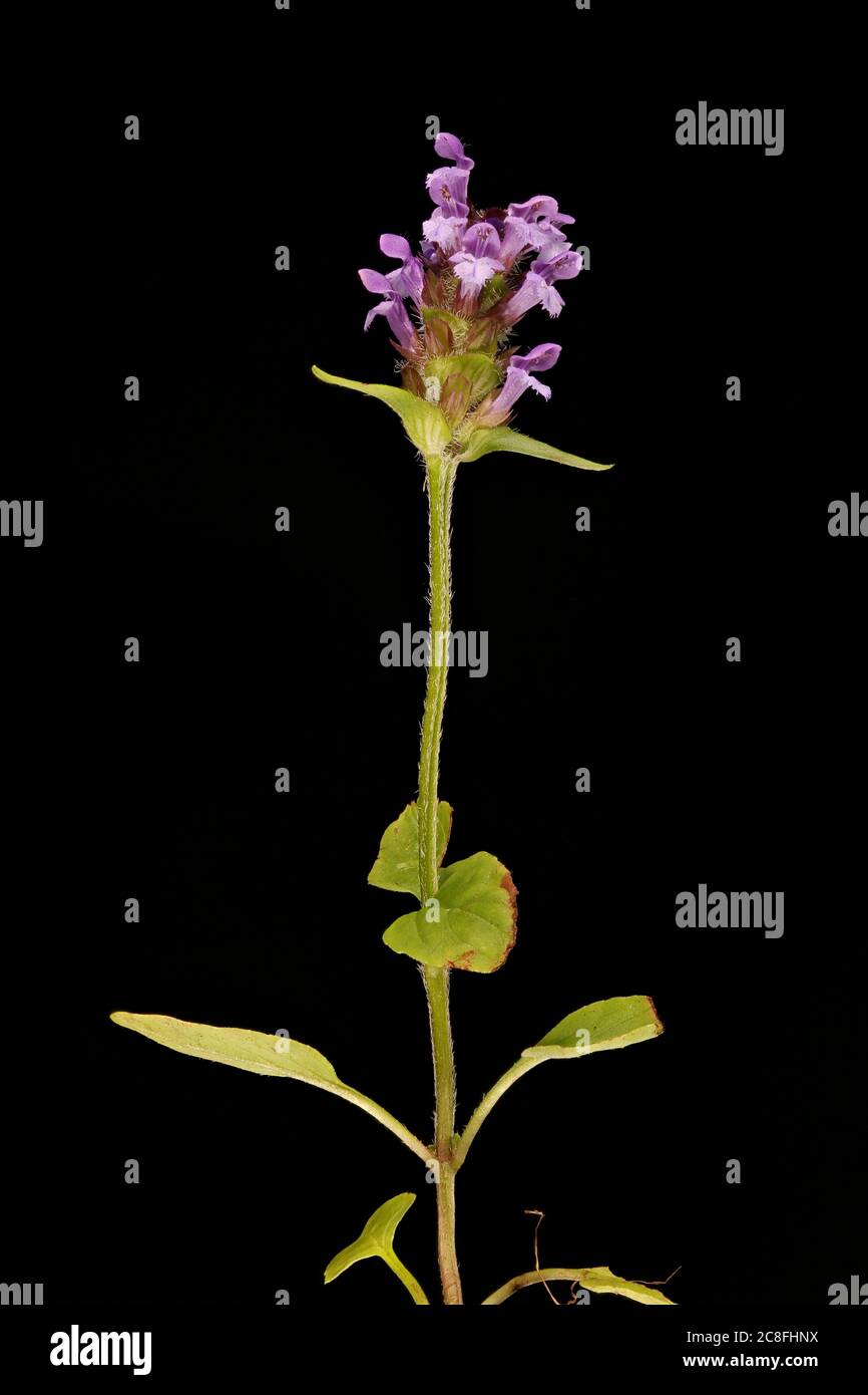 Selfheal (Prunella vulgaris). General Habit Stock Photo