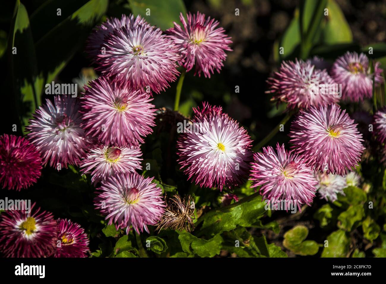 Bellis perennis Pomponette Bicolour Daisy growing in a flower bed. Stock Photo