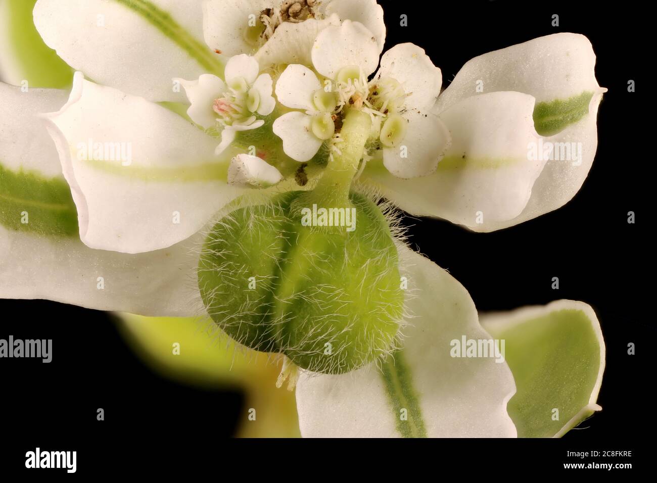White-Margined Spurge (Euphorbia marginata). Fruit Closeup Stock Photo