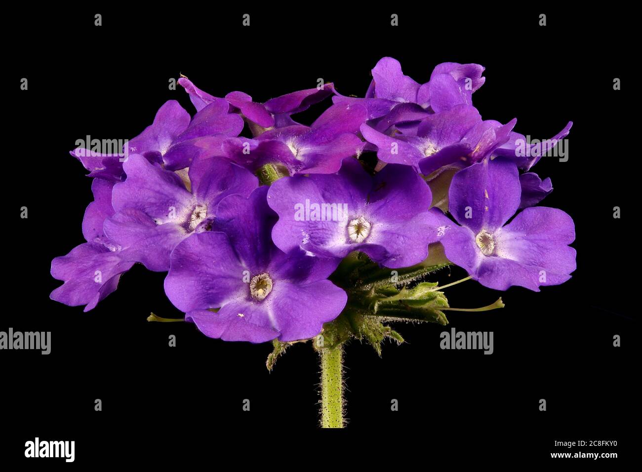 Garden Vervain (Verbena hybrida). Inflorescence Closeup Stock Photo