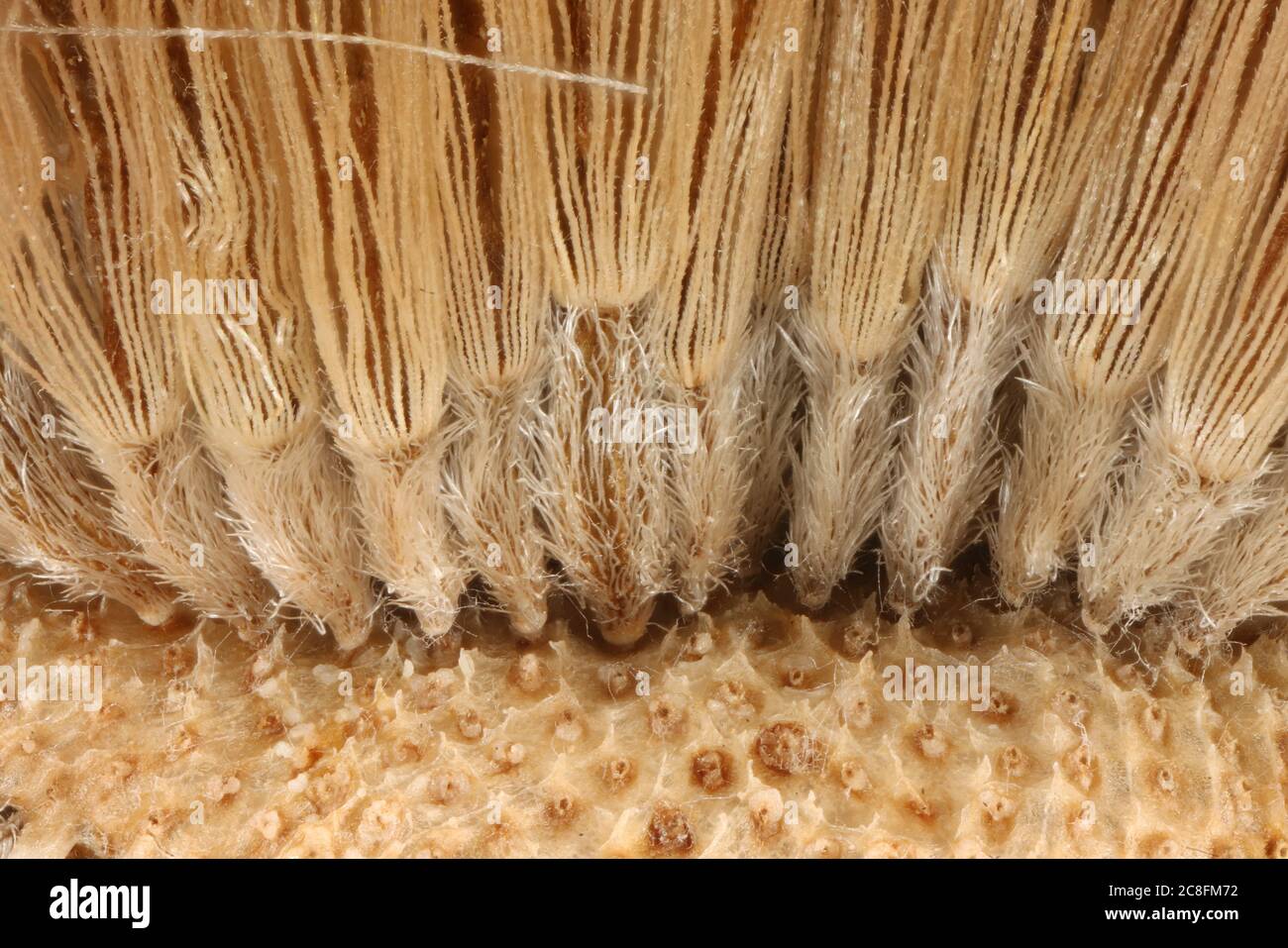 Hairy Michaelmas Daisy (Symphyotrichum novae-angliae). Achenes Closeup Stock Photo