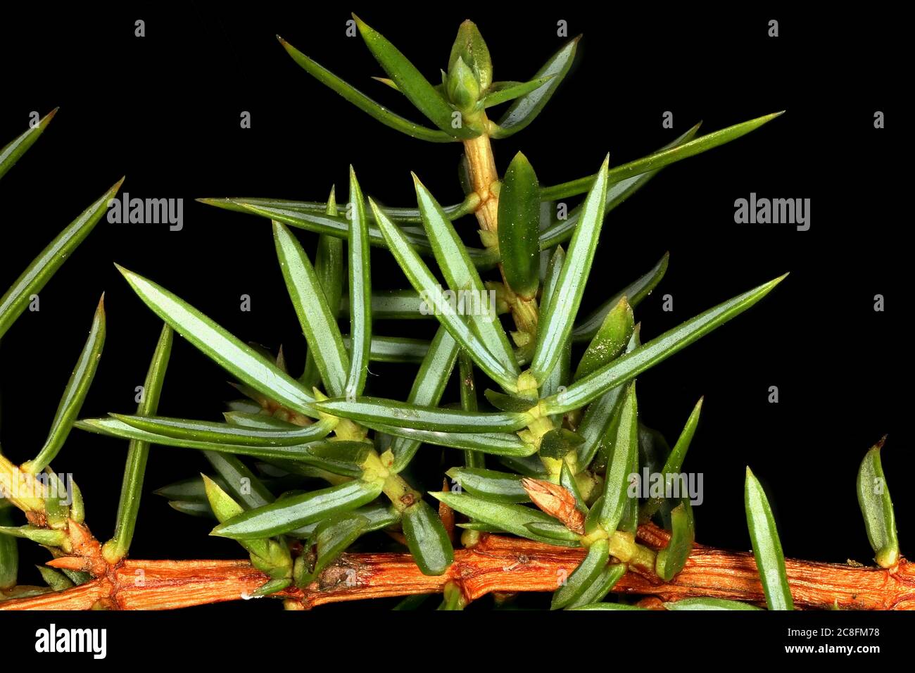 Common Juniper (Juniperus communis). Leaves Closeup Stock Photo