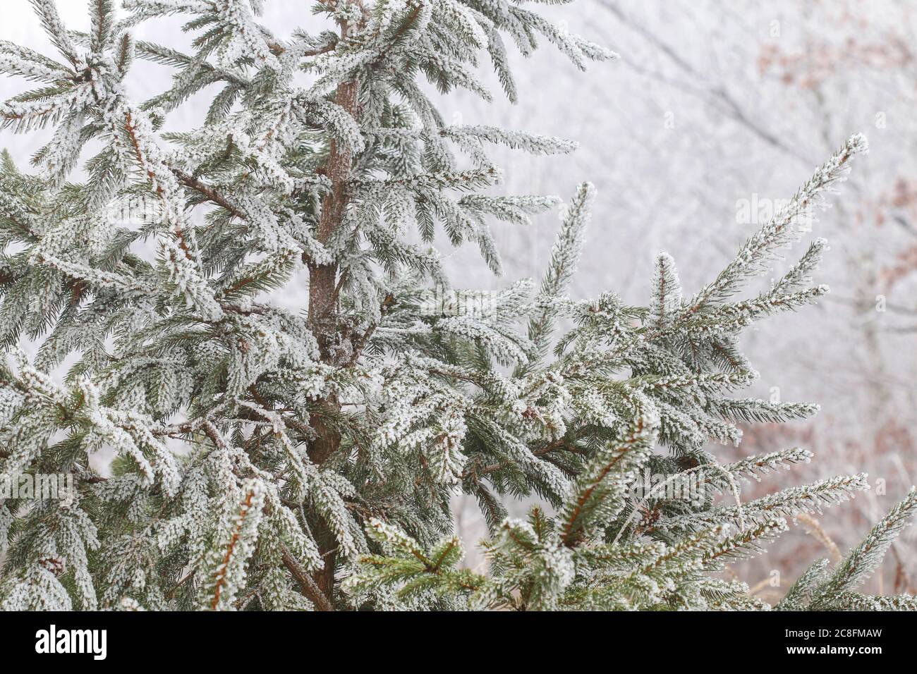 Frosted trees in the morning in the countryside. Beautiful winter day. Stock Photo