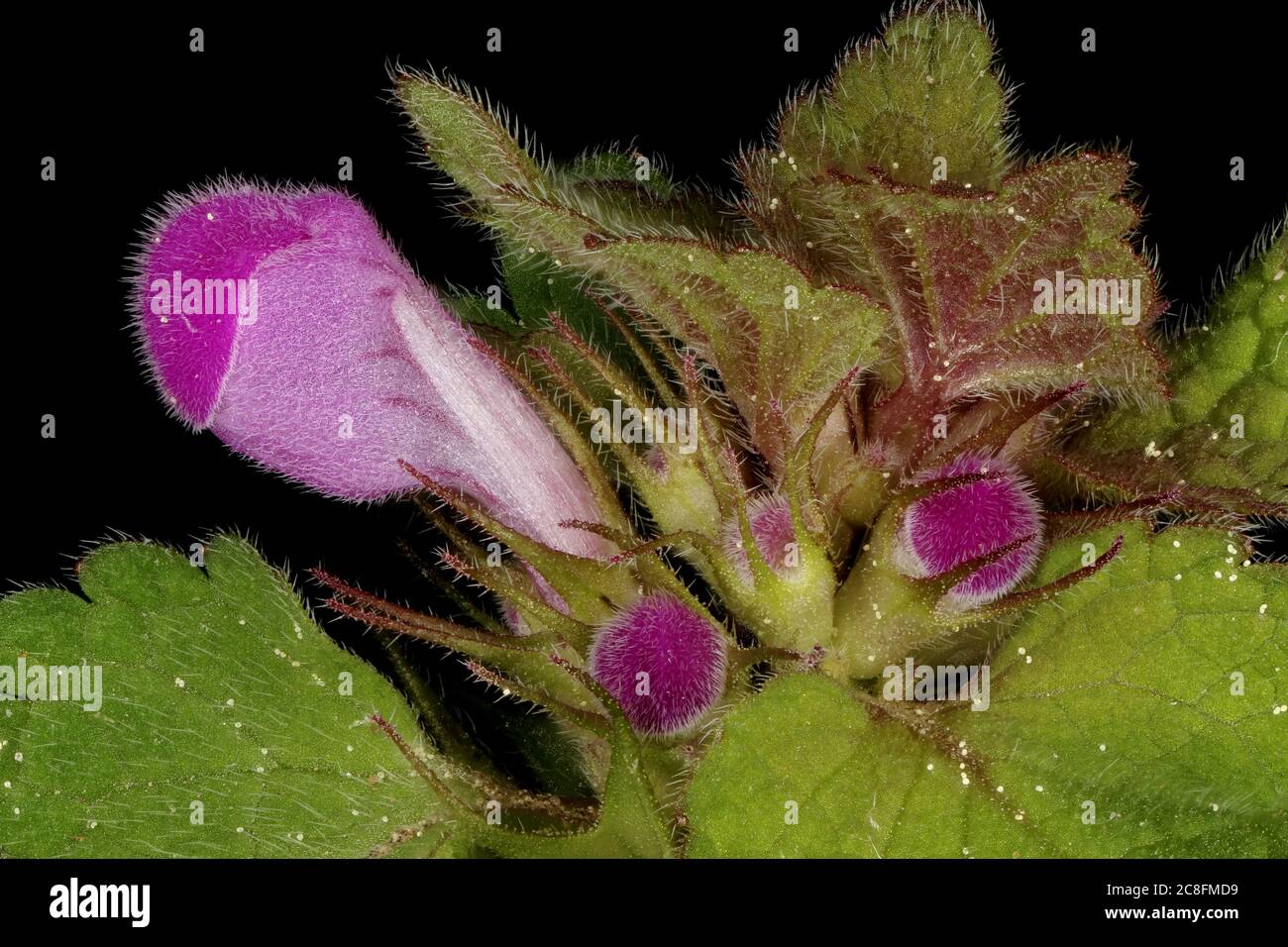 Cut-Leaved Dead-Nettle (Lamium purpureum). Floral Buds Closeup Stock Photo