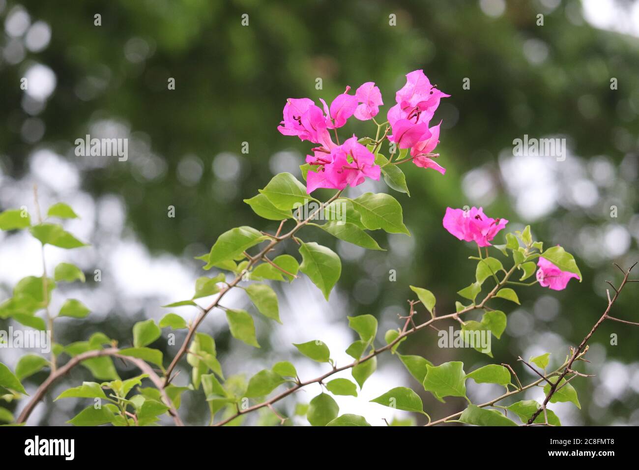 light violet flower Stock Photo