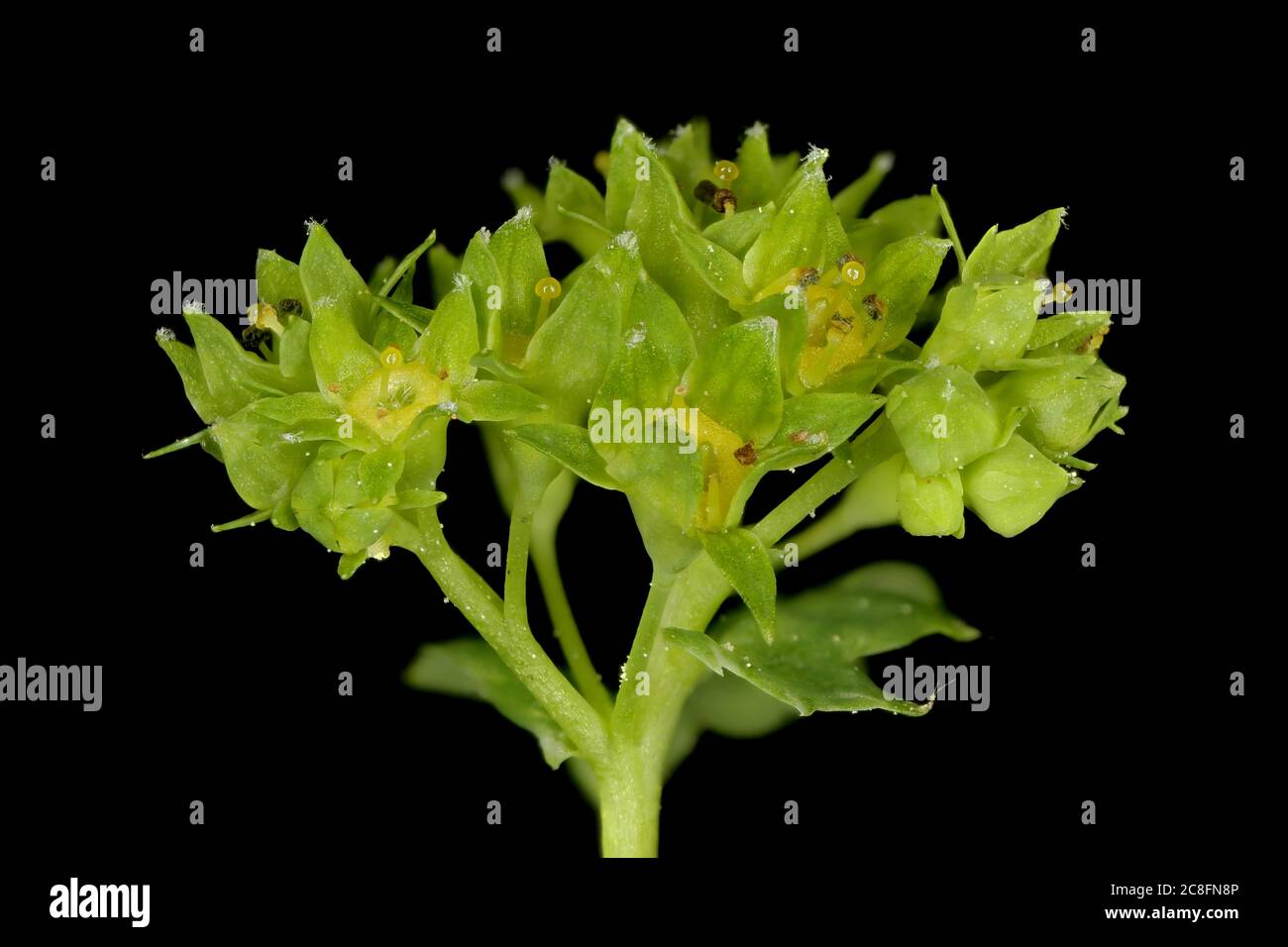 Common Lady's Mantle (Alchemilla vulgaris). Inflorescence Closeup Stock Photo
