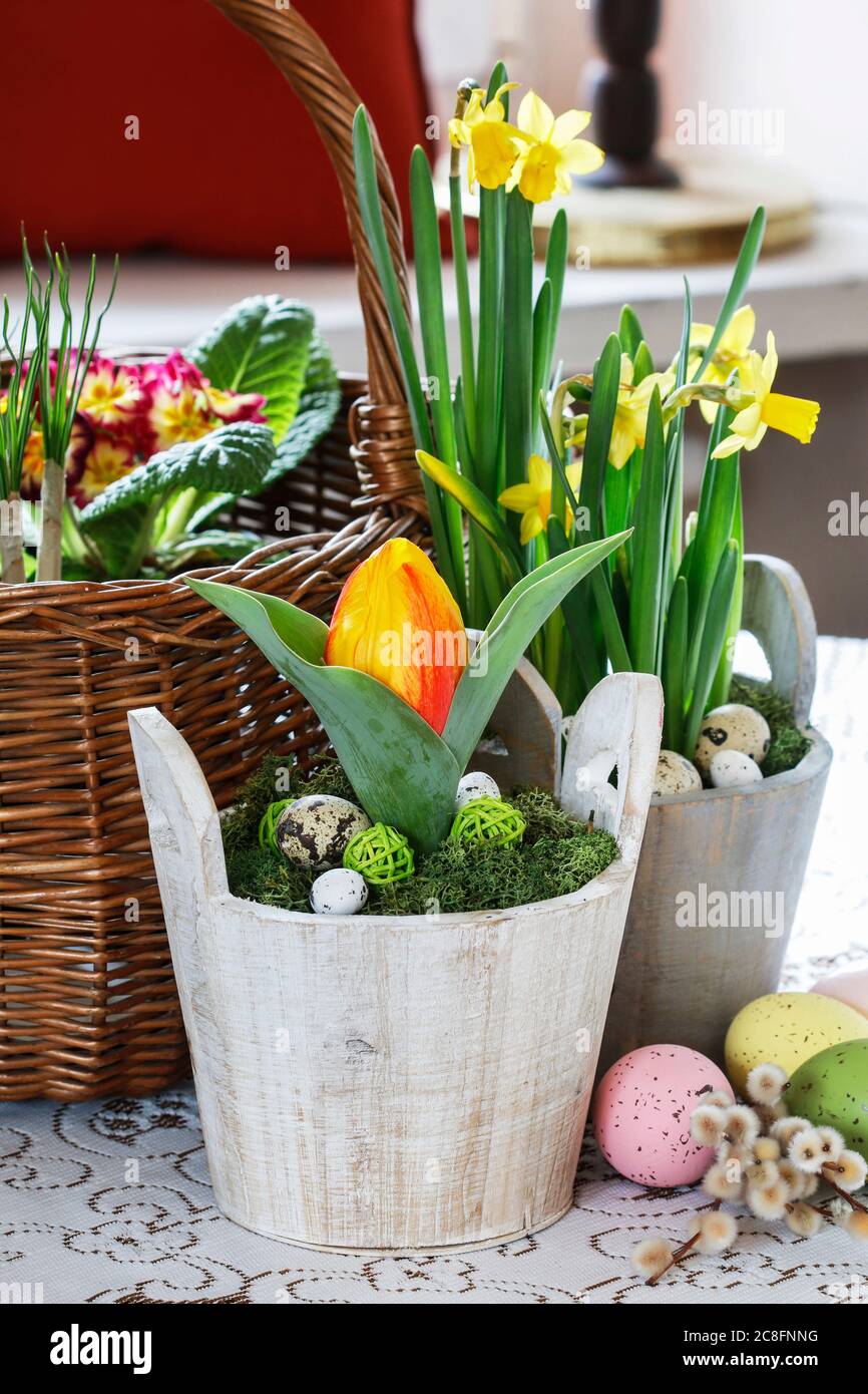 Beautiful spring flowers and wicker basket on the table. Spring decor Stock Photo