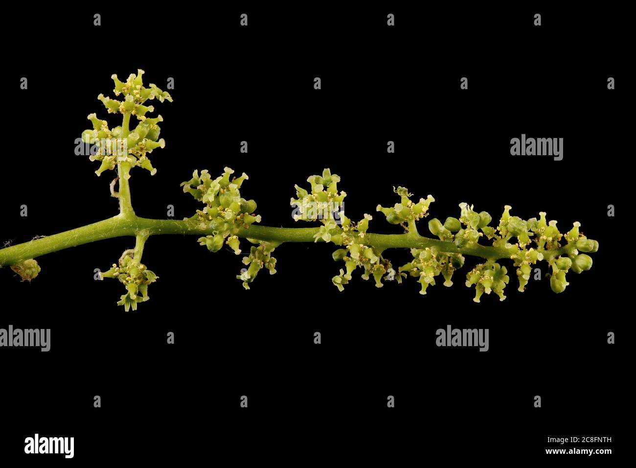 Riverbank Grape (Vitis riparia). Inflorescence Closeup Stock Photo
