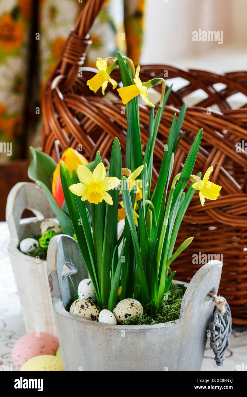 Beautiful spring flowers and wicker basket on the table. Spring decor Stock Photo