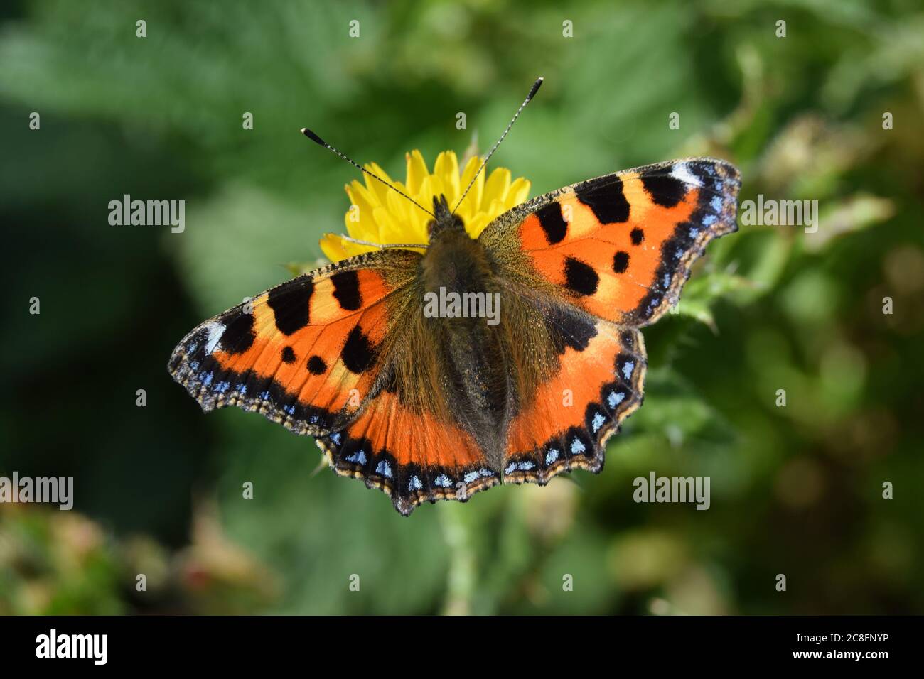 small tortoiseshell butterfly on flower Stock Photo