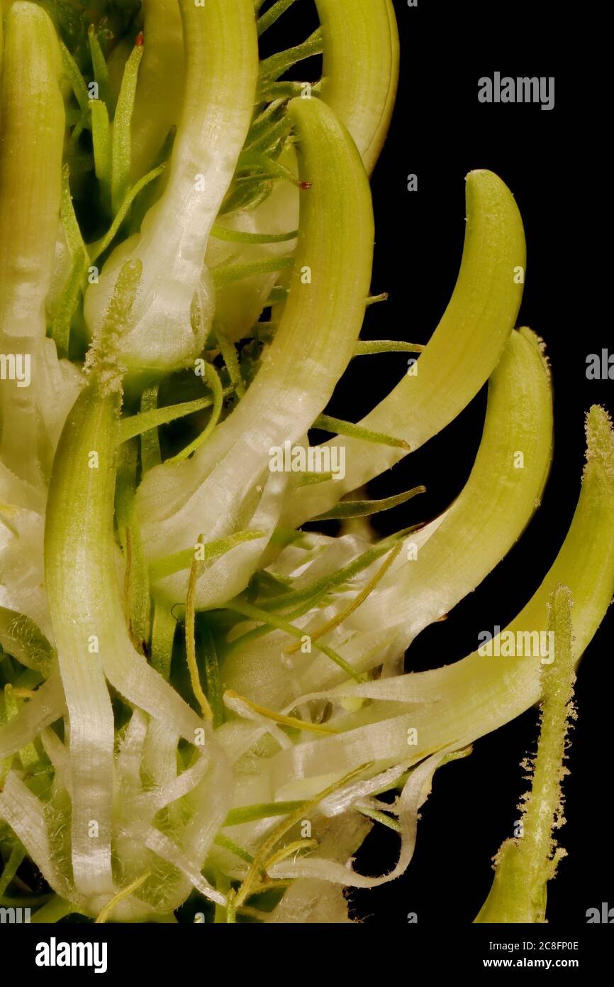 Spiked Rampion (Phyteuma spicatum). Inflorescence Detail Closeup Stock Photo