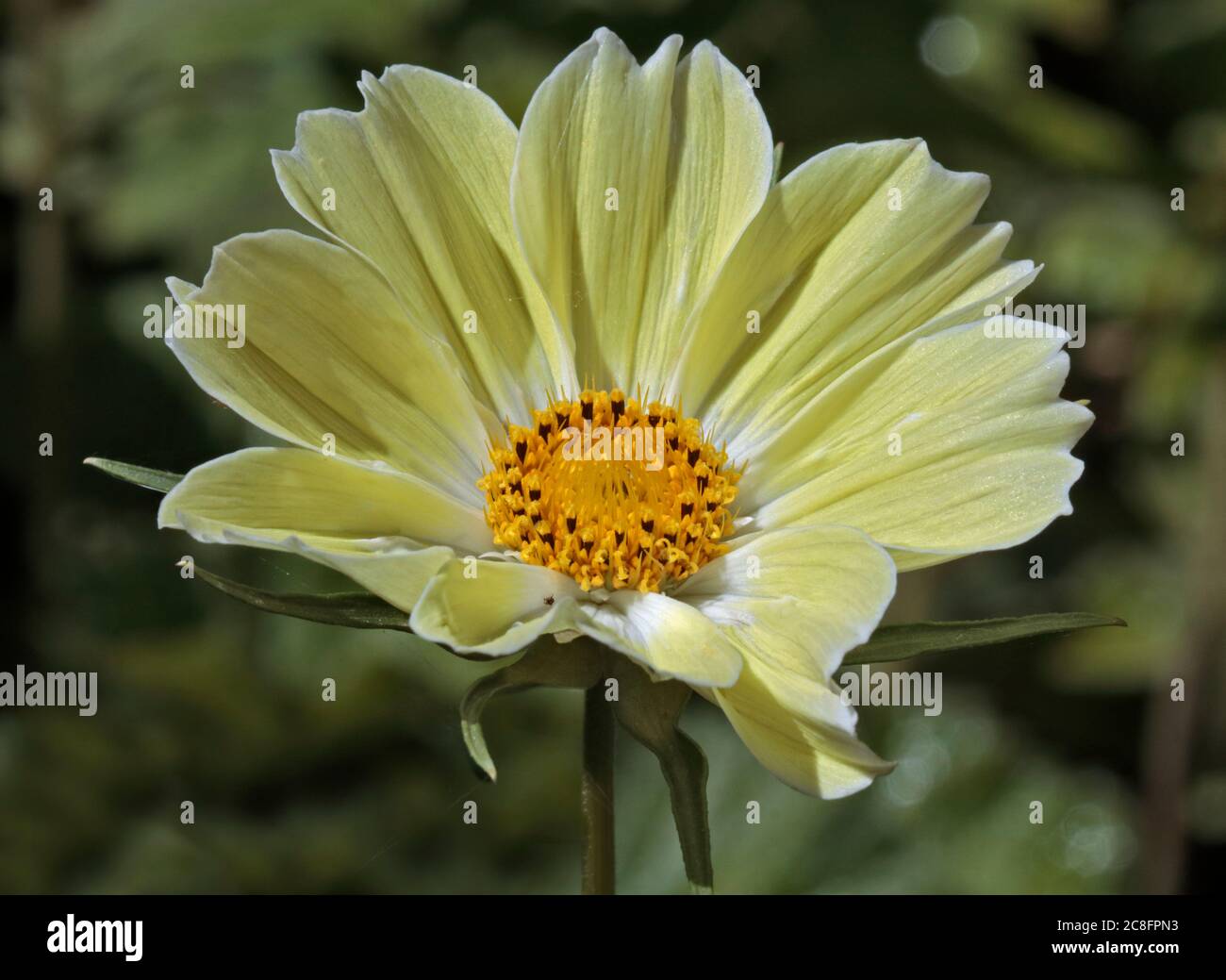 Cosmos Xanthos Stock Photo