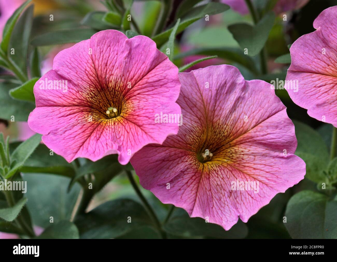 Petunia Sunray Pink Stock Photo
