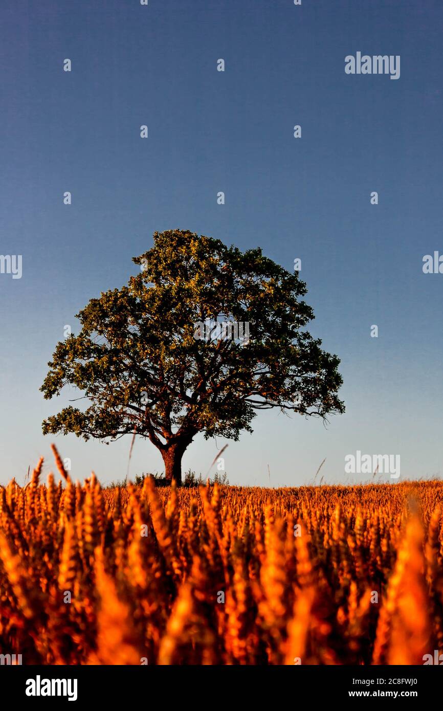 Single oak tree growing in a wheat field on a sunny day. Stock Photo