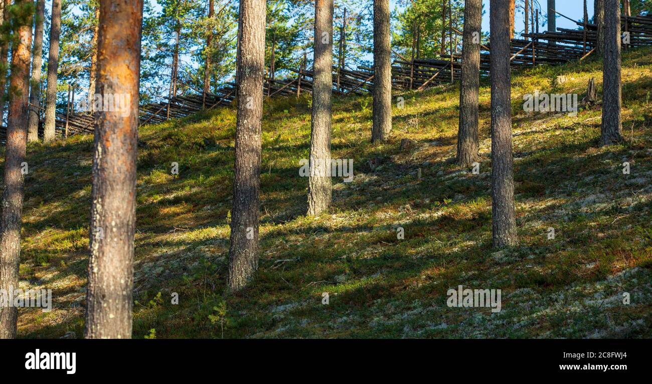Pine tree trunks ( Pinus Sylvestris ) , growing on steep esker hillside . Wooden pole fence at the top of the esker , Finland Stock Photo