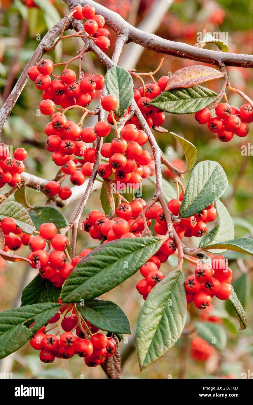 Cotoneaster hylmoei UK & Irish rights only available.  Contact office to have additional rights cleared. Stock Photo